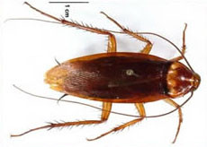 American Cockroach-pest-control-cabarita-beach