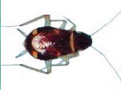 Brown banded cockroach termite control