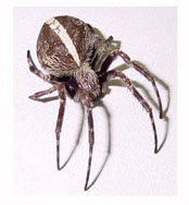 Orb spider termite treatment cabarita beach