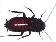 Oriental cockroach pest control pottsville beach