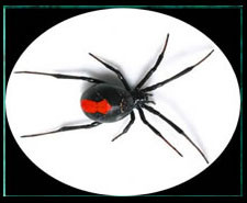 REDBACK spider pest control kingscliff
