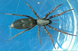 Whitetail spider pest control tweed heads