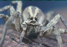 Wolf spider pest control tweed heads