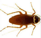 australian cockroach termite control cabarita