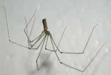 daddy Long Legs Pest control Pottsville beach