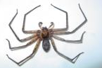 huntsman spider termite pest control Gold coast