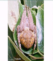 orb spider termite treatment tweed heads