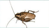 smoky brown cockroach pest control tweed heads