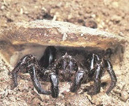 trapdoor spiders pest control Tweed coast
